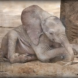 In Africa’s Wake